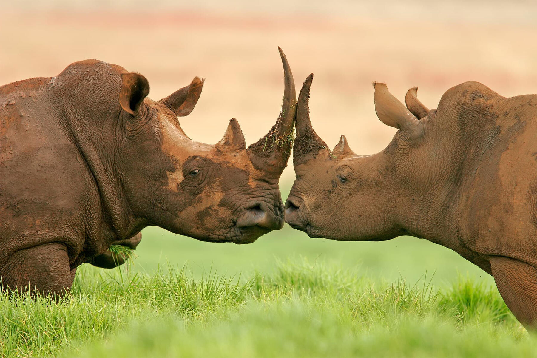 Black Rhinoceros at Ngorongoro Crater, Tanzania Endangered black rhinoceros grazing in the Ngorongoro Crater, Tanzania, during a wildlife safari