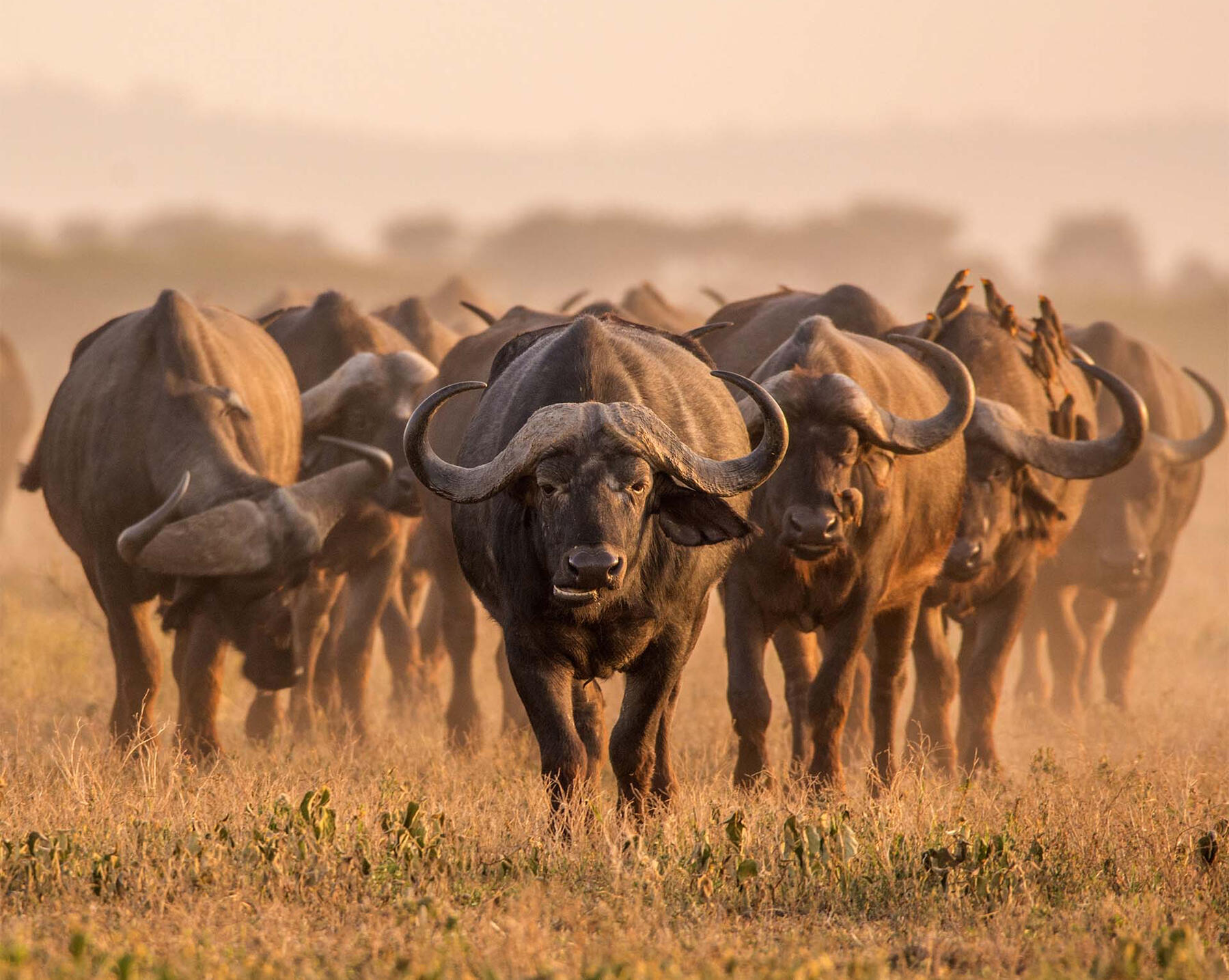 African Buffalo in Nyerere National Park, Tanzania African buffalo with large curved horns grazing in Nyerere National Park, Tanzania, during a wildlife safari