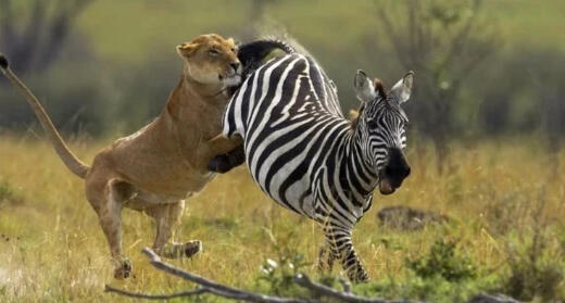 Lion Hunting Zebra in Mikumi National Park, Tanzania African lion hunting a zebra on the savannah of Mikumi National Park, Tanzania, during a wildlife safari