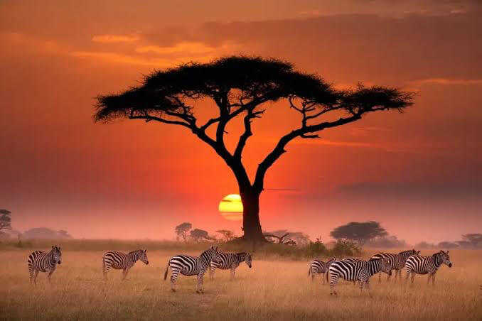 Scenic Serengeti sunset safari experience with zebras on the plains of Tanzania, part of a northern Tanzania wildlife adventure